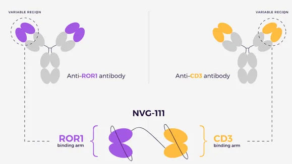 ROR1 Antibodies: Research Progress and Clinical Translation of a Novel Tumor Therapeutic Target