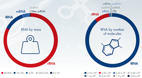 An Introduction to RNA Extraction
