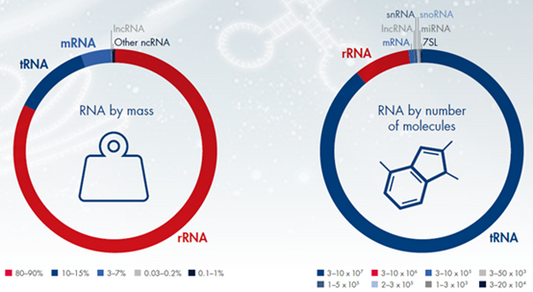 An Introduction to RNA Extraction