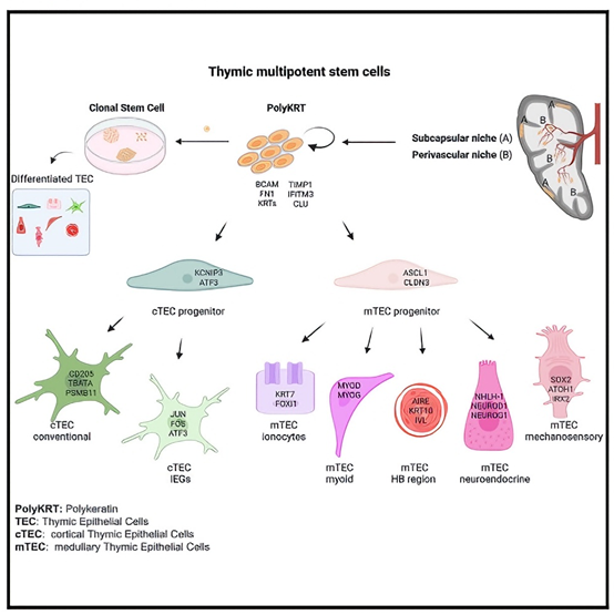 What key role does GeoMx DSP antibody play in spatial multi-omics research?