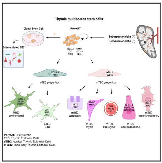 What key role does GeoMx DSP antibody play in spatial multi-omics research?