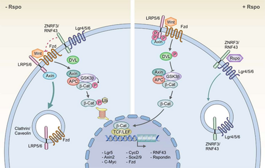 R-Spondin: A Key Player in Wnt Signaling and Development