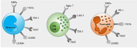 PTPNS1 Protein: A Key Regulator in Immune Modulation and Disease Therapy