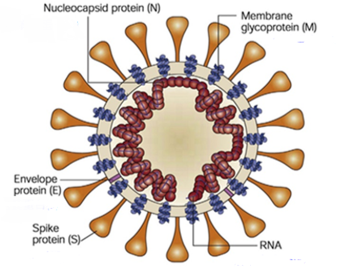 SARS-CoV-2 Virus: A Comprehensive Analysis from Molecular Structure to Global Pandemic