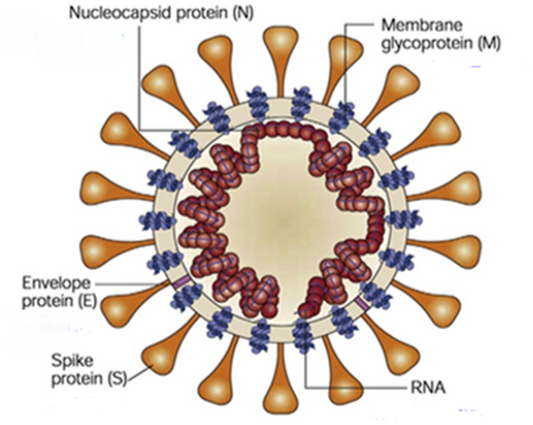 SARS-CoV-2 Virus: A Comprehensive Analysis from Molecular Structure to Global Pandemic