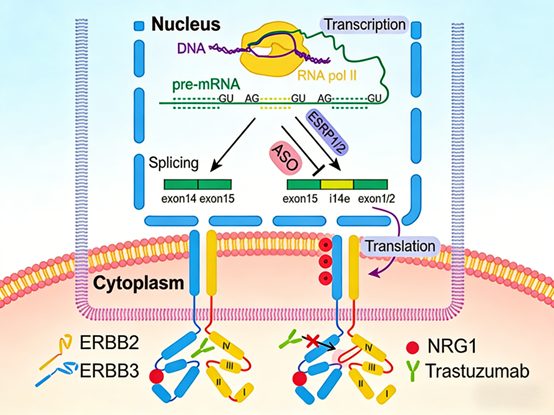 What new mechanisms do ErbB2 antibodies reveal in tumor drug resistance research?
