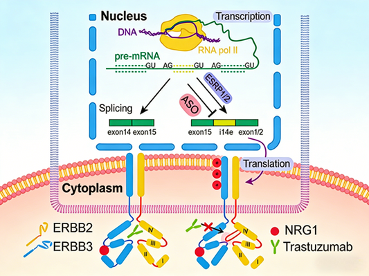 What new mechanisms do ErbB2 antibodies reveal in tumor drug resistance research?