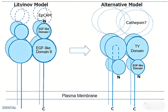 What are the key applications of EpCAM antibodies in tumor diagnosis and treatment?
