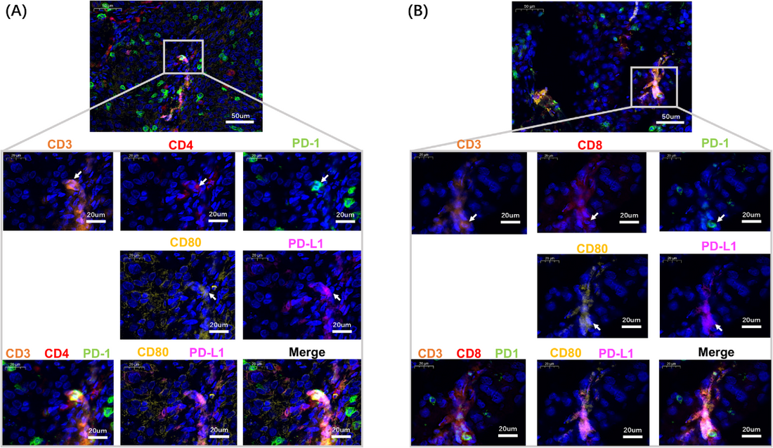 Technical Guide: How to Perform Multiplex Immunohistochemistry on Frozen Sections