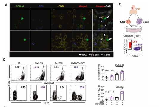 COS-Mediated Crosstalk Between ILC3s and B Cells: ANT BIO PTE. LTD. Multiplex IHC Kits Illuminate Mucosal Immunity Mechanisms