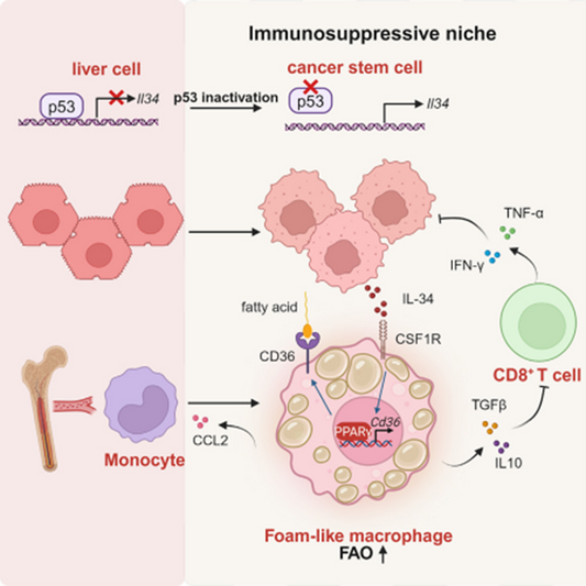 IL-34-Orchestrated TAM Reprogramming Drives Hepatocellular Carcinoma Immune Escape: ANT BIO PTE. LTD. Multiplex IHC Kits Enable Mechanistic Elucidation
