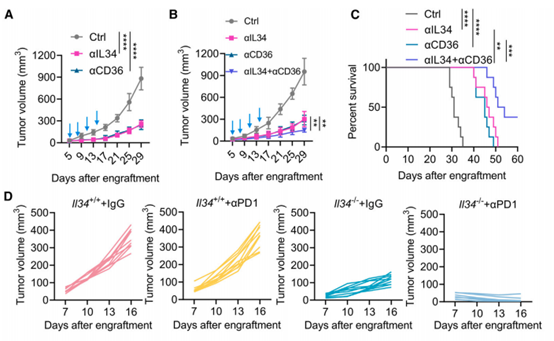 ChIP-seq Combined with Multiplex IHC: ANT BIO PTE. LTD. Reagents Unveil the Potential Mechanism of p53 Regulating Tumor Immune Microenvironment