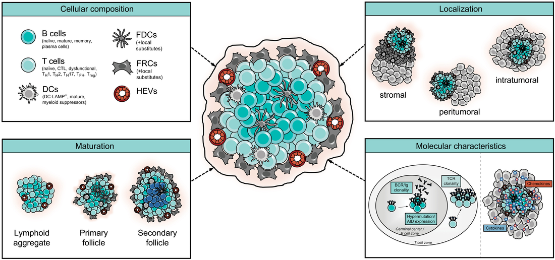 Tertiary Lymphoid Structures (TLS) in Cancer: Key Insights from Science Review and Empowerment by ANT BIO PTE. LTD. Multiplex IHC Kits