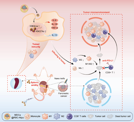 【IF 14.1】Breaking Pancreatic Cancer Treatment Bottlenecks: How ANT BIO PTE. LTD. Empowers Nanobiologic-based Immunotherapy