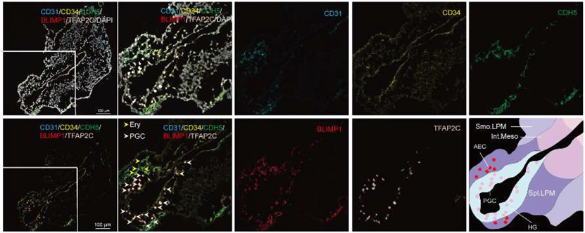 Deciphering the "Black Box" of Early Development: ANT BIO PTE. LTD. Empowers 3D Reconstruction of Human Carnegie Stage 9 Embryos