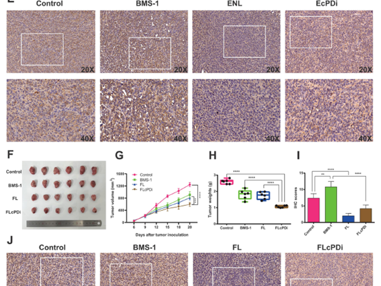 Unlocking Gut Microbiome-Immunity Synergy: ANT BIO PTE. LTD. Products Empower Flaxseed Lignans Combined with PD-1 Inhibitor for Breast Cancer Therapy