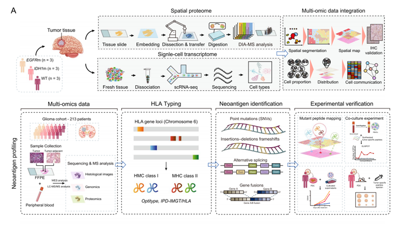 PSERP Technology Deciphers Glioma Mysteries: ANT BIO PTE. LTD. Multiplex Fluorescence IHC Kits Empower High-Impact Research