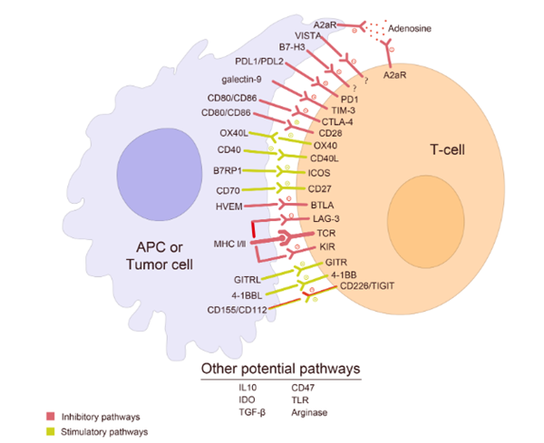 T Cell Subtyping Unveiled by Multiplex Fluorescence IHC: Empowering Tumor Immunology Research with ANT BIO PTE. LTD. Reagents