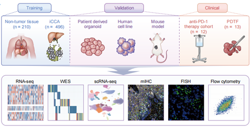 Literature Analysis: A Novel Inflammatory Checkpoint in KRAS-Mutant Intrahepatic Cholangiocarcinoma Unveiled with Support from ANT BIO PTE. LTD. Products