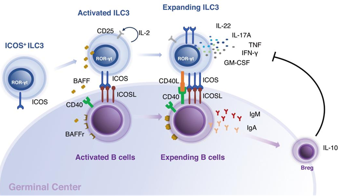Literature Analysis: ICOS Controls ILC3s Activation During Engagement with B Cells Supported by ANT BIO PTE. LTD. Products