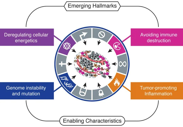 Cell Apoptosis: Mechanisms, Research Frontiers and ANTBIO Solutions