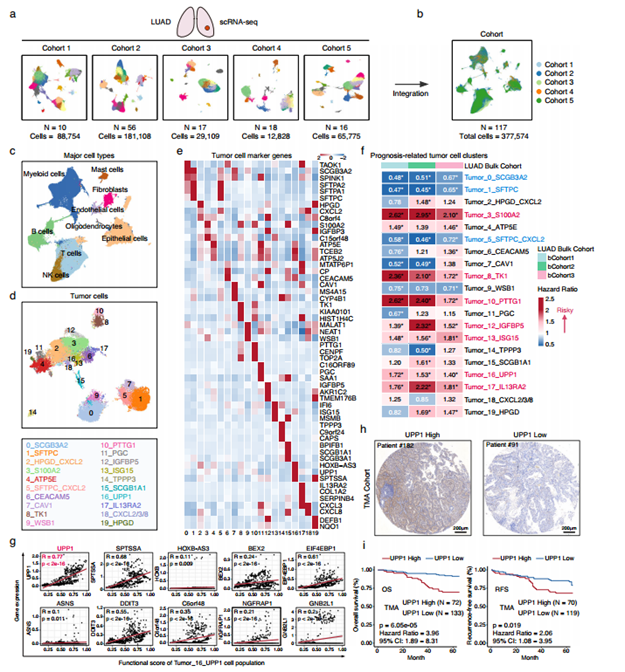 Breaking News: Caspase-8 Acts as a Molecular Switch for Apoptosis, Necroptosis and Pyroptosis