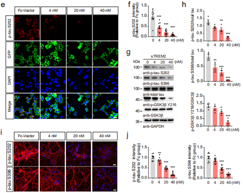 Soluble TREM2 Ameliorates Tau Pathology in Alzheimer's Disease: Insights from Preclinical Research Empowered by ANT BIO PTE. LTD.