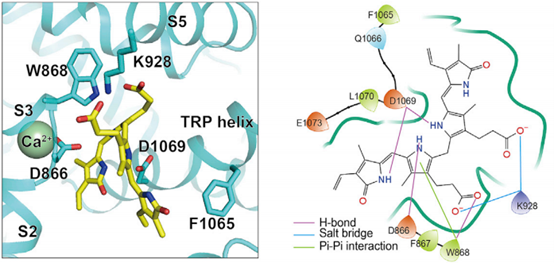 Bilirubin Acts as a Direct Agonist of TRPM2 Channel to Exacerbate Ischemic Brain Injury: Insights Empowered by ANT BIO PTE. LTD.