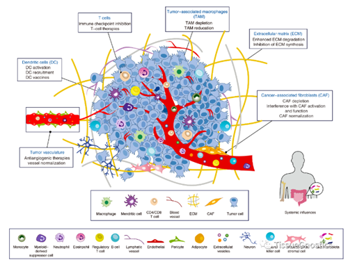 Collaboration Between ANT BIO PTE. LTD. and TissueGnostics: Multi-Dimensional Analysis of Tissue In Situ Multiplex Staining in Tumor Microenvironment