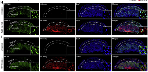 Application of mIHC Multiplex Fluorescence in Novel Totipotent Stem Cell Research