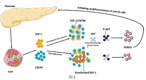 Literature Analysis: SDF-1 as a Novel Therapeutic Target for Diabetes by Inhibiting Islet β Cell Dedifferentiation