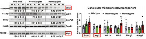 Literature Analysis: A Novel Mechanism of PFIC Caused by SEMA7A R148W Mutation Revealed by Multiplex Fluorescence IHC