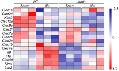 Literature Analysis: Junctional Adhesion Molecule-Like Protein (JAML) Promotes Acute Kidney Injury via Macrophage-Dependent Mechanism Supported by ANT BIO PTE. LTD. Products