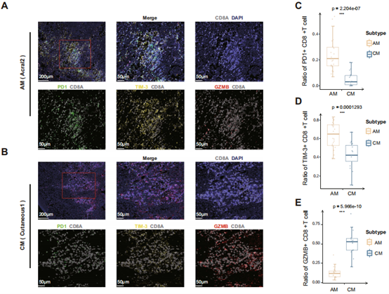 Literature Analysis: Tumor Heterogeneity and Immune Microenvironment Differences Between Acral and Cutaneous Melanoma Supported by ANT BIO PTE. LTD. Products