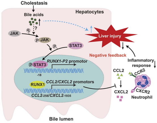 Literature Analysis: RUNX1 Ameliorates Cholestatic Hepatic Inflammation via JAK/STAT3 Signaling Supported by ANT BIO PTE. LTD. Products