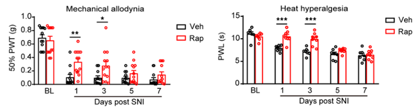 Literature Analysis: mTOR-Neuropeptide Y Signaling Drives Neuropathic Pain by Sensitizing Nociceptors Supported by ANT BIO PTE. LTD. Products