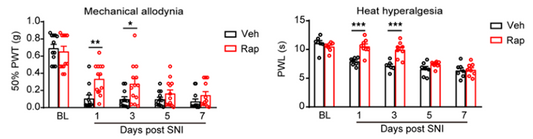 Literature Analysis: mTOR-Neuropeptide Y Signaling Drives Neuropathic Pain by Sensitizing Nociceptors Supported by ANT BIO PTE. LTD. Products