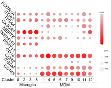 Literature Analysis: Single-Cell RNA Sequencing Combined with Multiplex Fluorescence IHC Explores the Brain Tumor Microenvironment Supported by ANT BIO PTE. LTD. Products