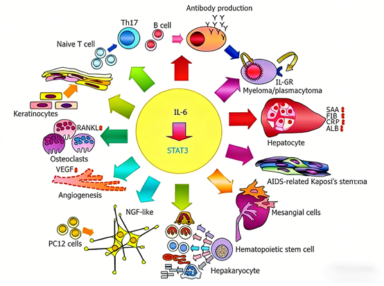 How to utilize IL-6 recombinant protein to deeply analyze its biological functions and clinical applications?