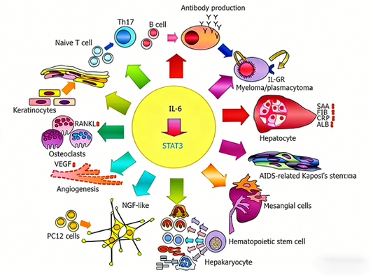How to utilize IL-6 recombinant protein to deeply analyze its biological functions and clinical applications?