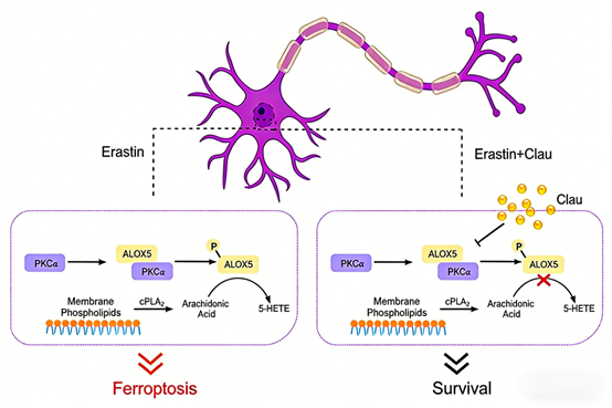 How can the PKC alpha recombinant rabbit monoclonal antibody reveal the regulatory mechanisms of neurodegenerative diseases?