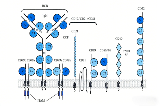 How can CD79B antibodies serve as a precision treatment tool for B-cell diseases?