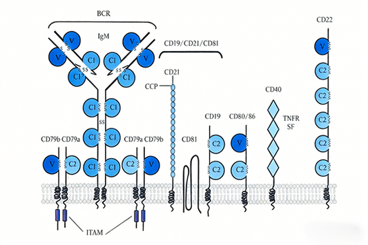 How can CD79B antibodies serve as a precision treatment tool for B-cell diseases?