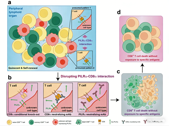 How does the CD8α antibody reveal the regulatory mechanism of T cell quiescence?