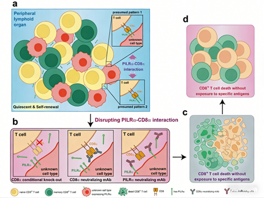 How does the CD8α antibody reveal the regulatory mechanism of T cell quiescence?