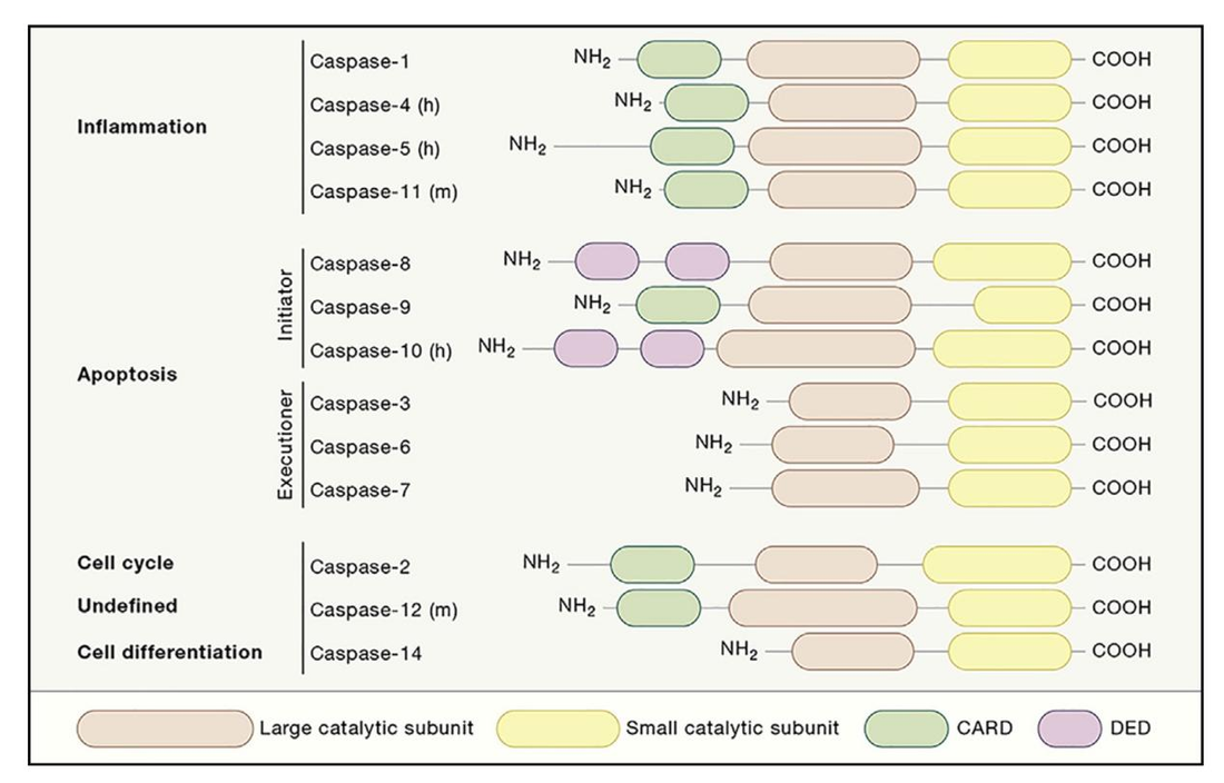 Caspase-Dependent Apoptosis: Mechanisms, Detection Methods and ANTBIO Solutions