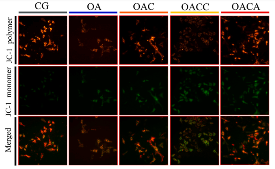 Comprehensive Guide to Cell Apoptosis Detection Methods: Mechanisms, Applications and ANTBIO Solutions