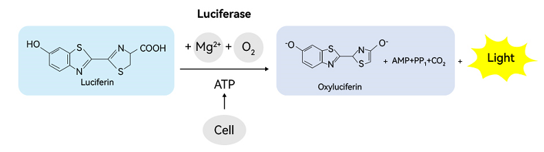 Six Common Methods for Cell Viability Assay: Principles, Applications and ANTBIO Premium Solutions