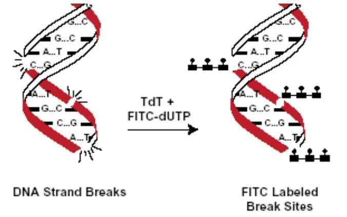 Common Methods for Cell Apoptosis Detection: Principles, Applications and Absin Premium Solutions