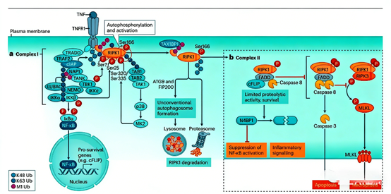 What are the regulatory mechanisms and functions of RIPK1 kinase activity (Ser166) in TNFR1 signaling transduction?